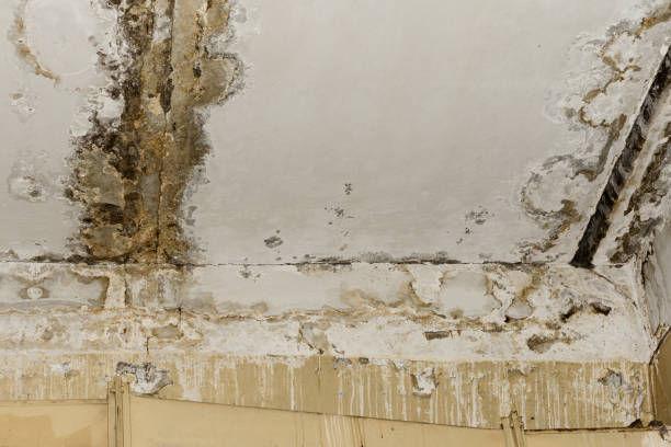 Best Crawl Space Mold Remediation  in Wallace, NC