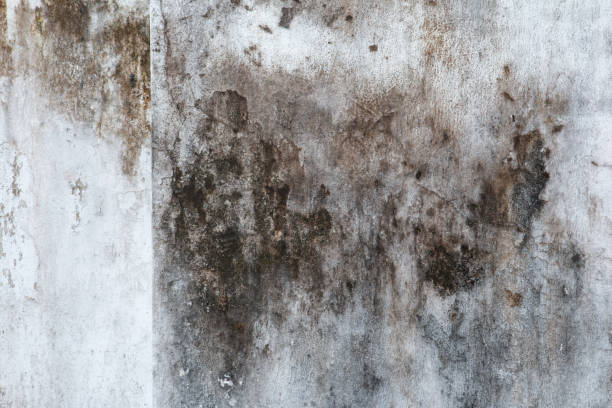 Biohazard Mold Removal in Wallace, NC