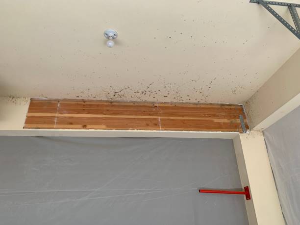 Best Forensic Mold Investigation  in Wallace, NC