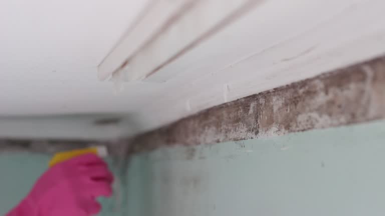  Wallace, NC Mold Removal Pros